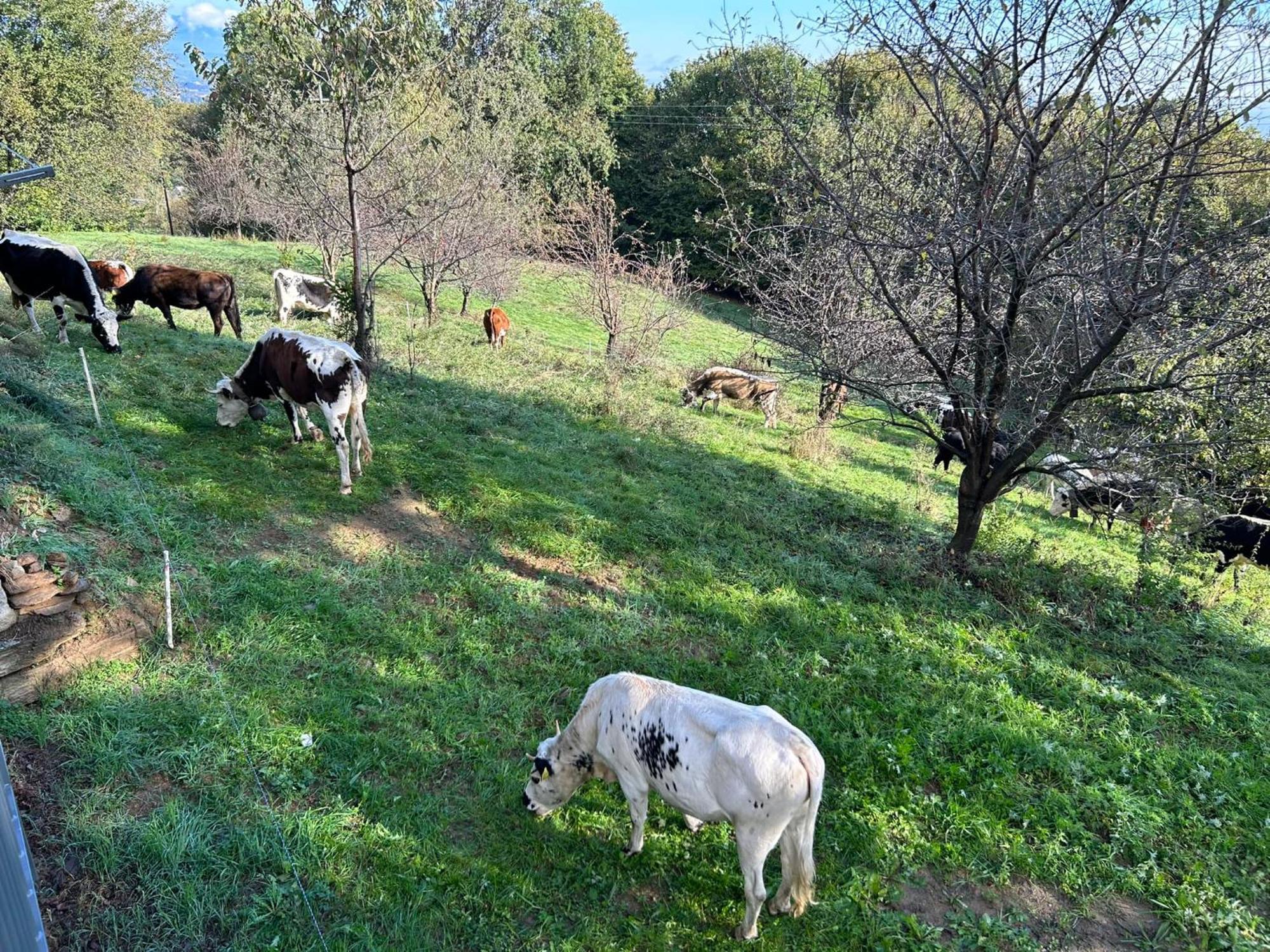 Bagnolo Piemonte Casa Salada 빌라 외부 사진